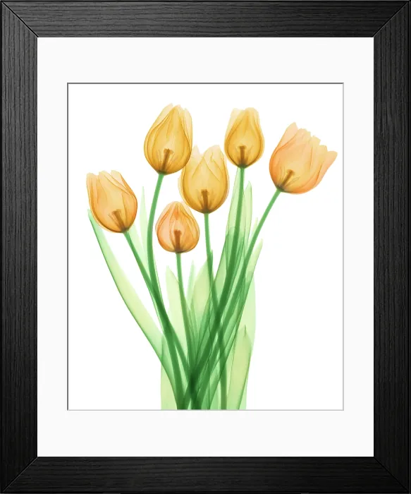 Framed Print : Tulips, X-ray