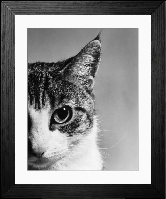 Framed Print : Cat's Face
