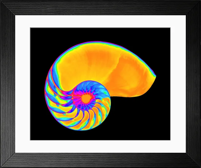 Framed Print : X-ray of nautilus