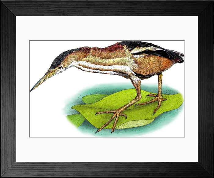 Framed Print : Least bittern Framed Print : Least bittern