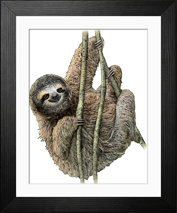 Framed Print : Pygmy Three Toed Sloth Framed Print : Pygmy Three Toed Sloth