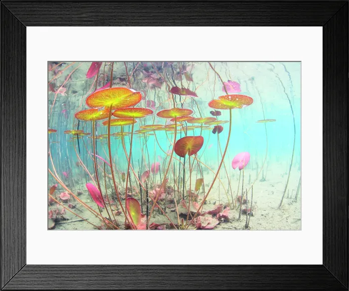 Framed Print : White Water Lilies (Nymphaea alba) Underwater Framed Print : White Water Lilies (Nymphaea alba) Underwater