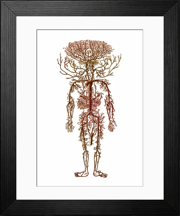 Framed Print : Encyclopedie, Human Arterial System Framed Print : Encyclopedie, Human Arterial System