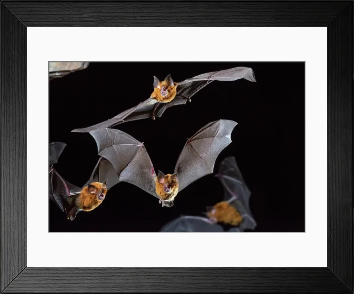 Framed Print : Eastern horseshoe bat colony Framed Print : Eastern horseshoe bat colony