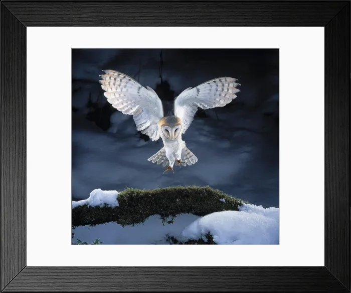 Framed Print : Barn owl landing