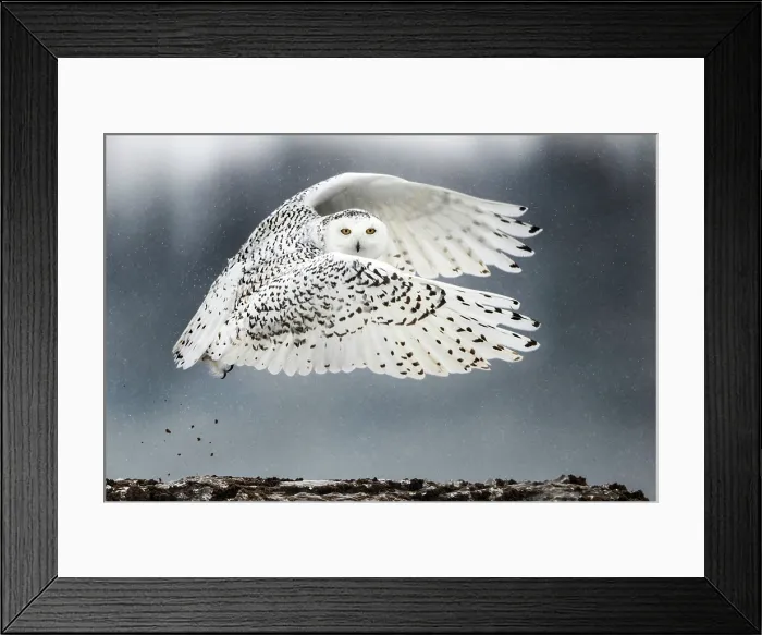 Framed Print : Canadian Snowy Owl (Bubo scandiacus) Framed Print : Canadian Snowy Owl (Bubo scandiacus)