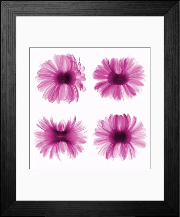 Framed Print : X-ray Gerber Daisies Framed Print : X-ray Gerber Daisies