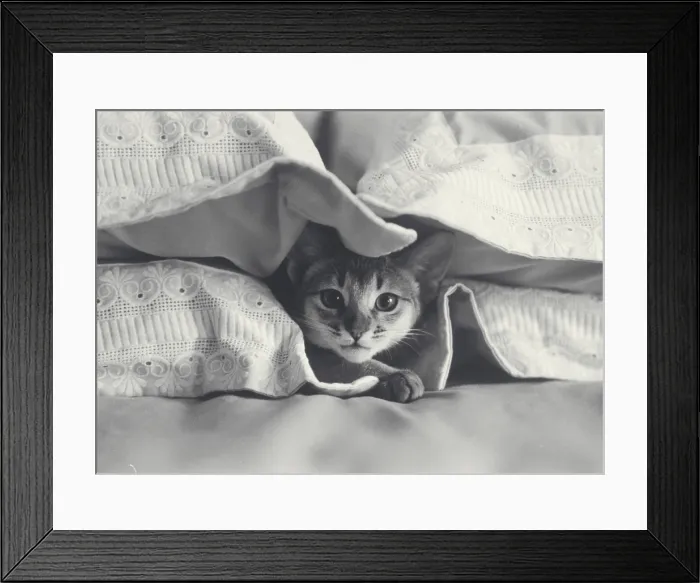 Framed Print : Abyssinian cat keeping warm between the pillows Framed Print : Abyssinian cat keeping warm between the pillows
