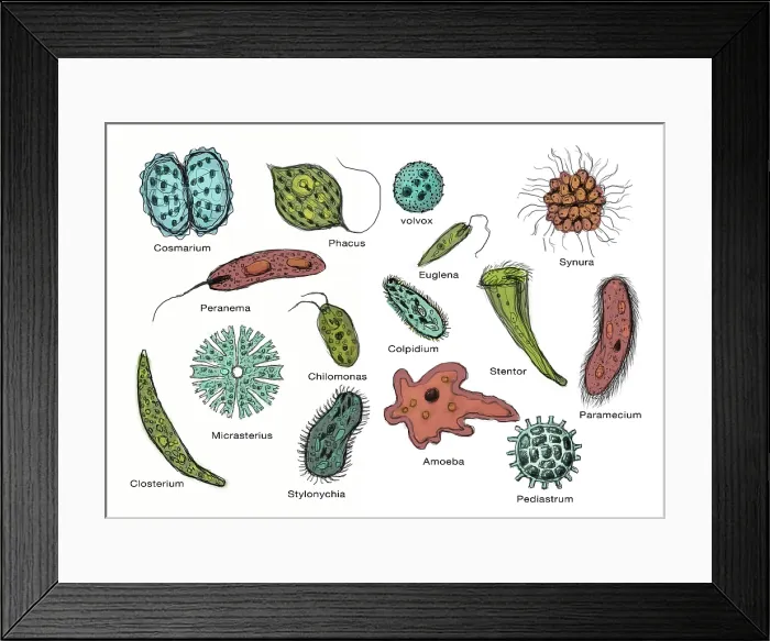 Framed Print : Microorganisms, Illustration Framed Print : Microorganisms, Illustration