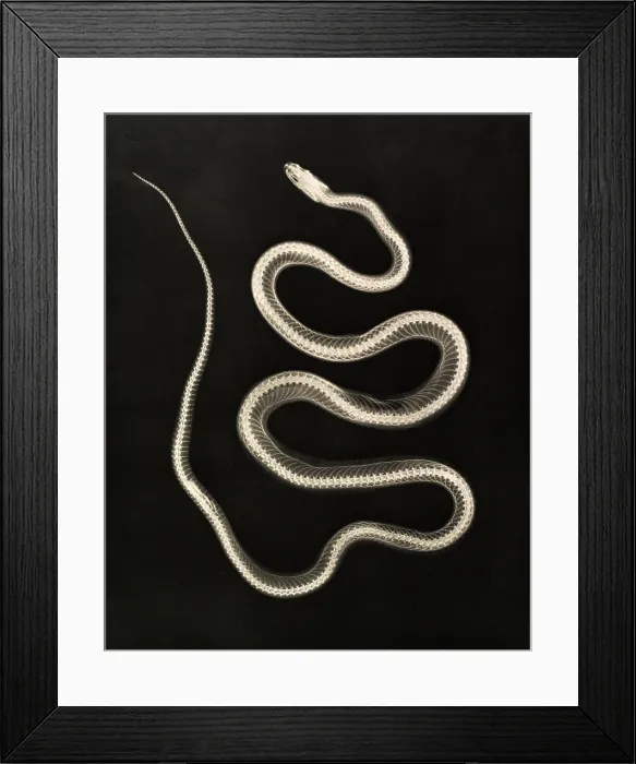 Framed Print : X-ray of Aesculapian Snake, 1896 Framed Print : X-ray of Aesculapian Snake, 1896