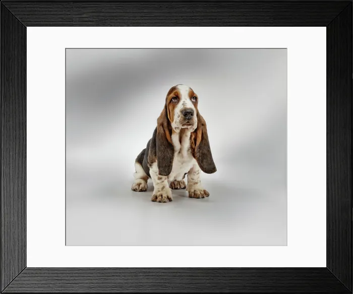 Framed Print : Basset hound