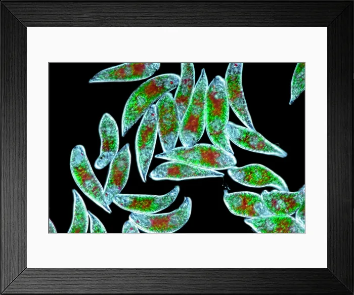 Framed Print : Euglena Rubra, DIC