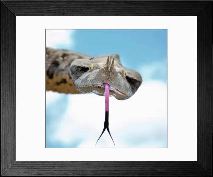 Framed Print : West African Gaboon Viper