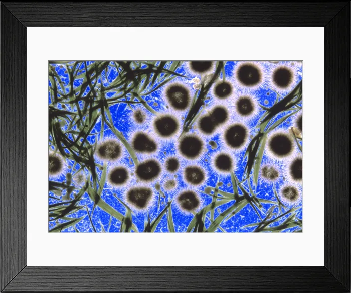 Framed Print : Freshwater Cyanobacteria under a microscope Framed Print : Freshwater Cyanobacteria under a microscope
