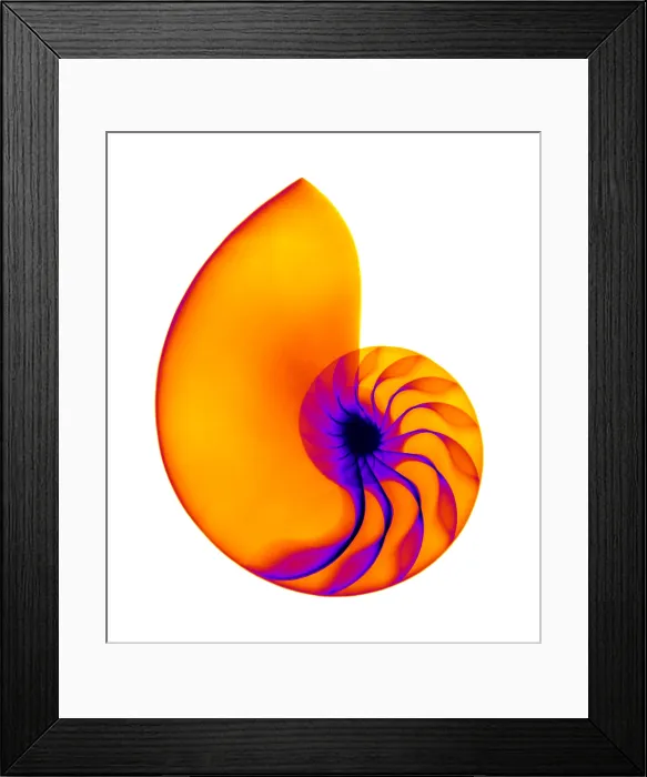 Framed Print : Chambered Nautilus Shell Framed Print : Chambered Nautilus Shell