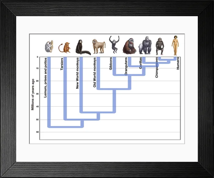 Framed Print : Human Evolution Framed Print : Human Evolution
