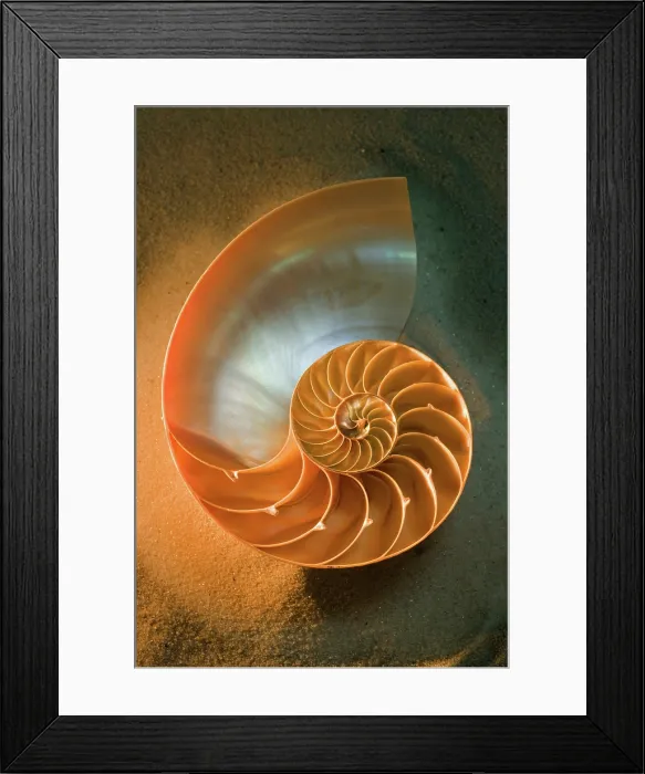 Framed Print : Interior of nautilus shell on sand Framed Print : Interior of nautilus shell on sand