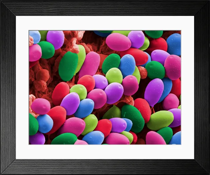 Framed Print : Magic Mushroom Spores, under a microscope (SEM) Framed Print : Magic Mushroom Spores, under a microscope (SEM)