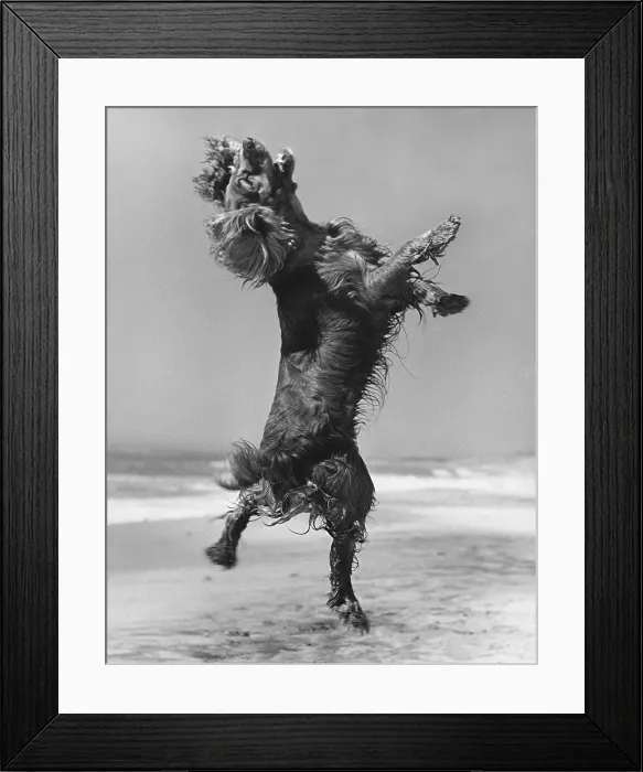 Framed Print : Cocker Spaniel Jumping