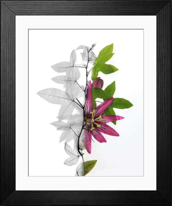 Framed Print : X-ray of a Passion flower