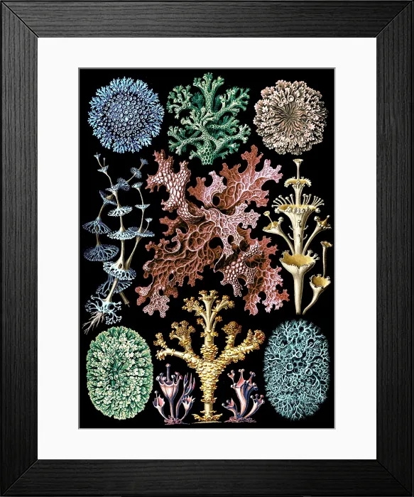 Framed Print : Ernst Haeckel, Lichens