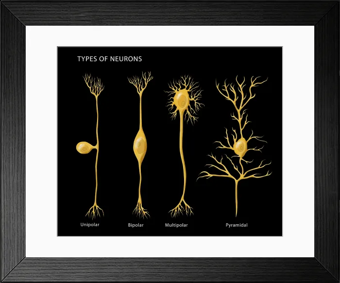 Framed Print : Types of Neurons Framed Print : Types of Neurons