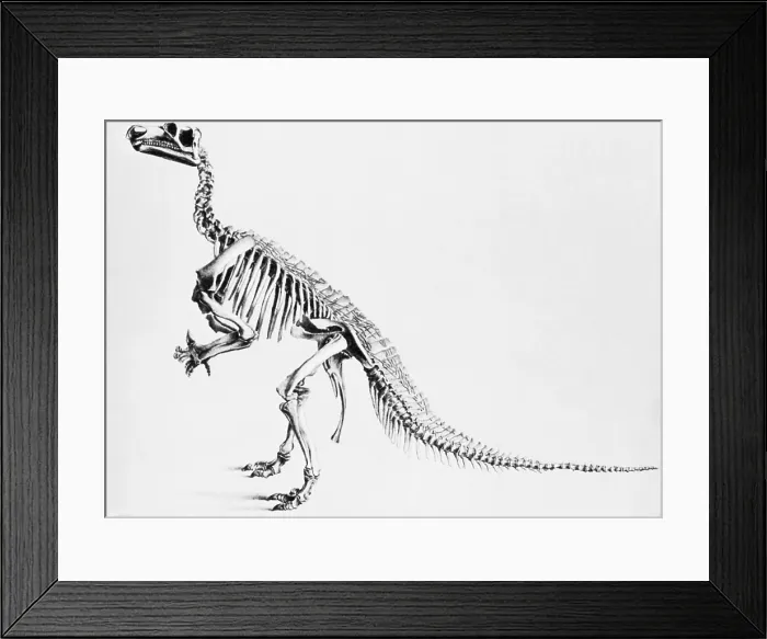 Framed Print : Iguanodon, Mesozoic Dinosaur Framed Print : Iguanodon, Mesozoic Dinosaur
