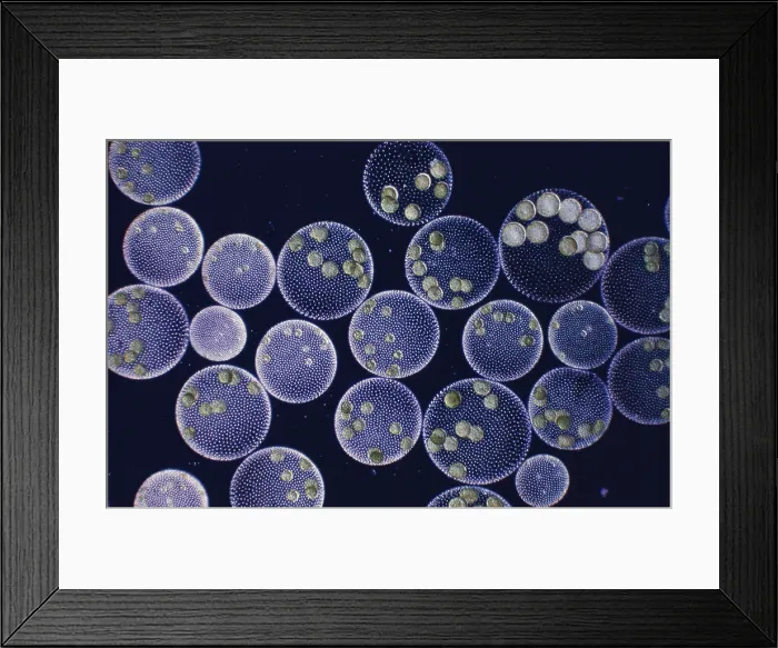 Framed Print : Volvox are spherical colonies of green algae cells clinging to a semi-transparent Framed Print : Volvox are spherical colonies of green algae cells clinging to a semi-transparent