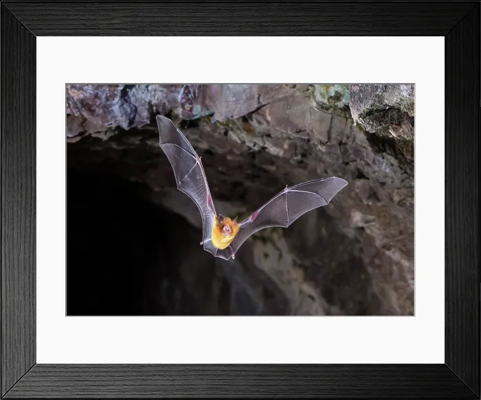 Framed Print : Orange leaf-nosed bat Framed Print : Orange leaf-nosed bat