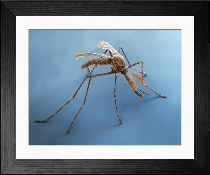 Framed Print : Anopheles gambiae male 22x.tif Framed Print : Anopheles gambiae male 22x.tif