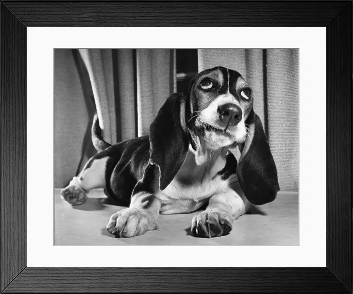 Framed Print : Basset Hound puppy Framed Print : Basset Hound puppy