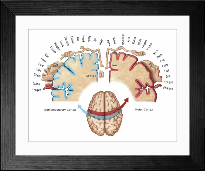 Framed Print : Sensory Cortical Homunculus, Mapping the Human Senses, Medical Illustration Framed Print : Sensory Cortical Homunculus, Mapping the Human Senses, Medical Illustration