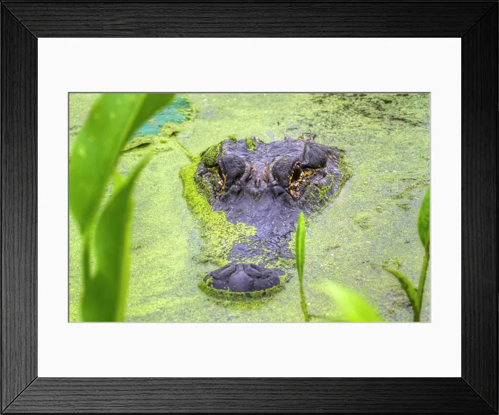 Framed Print : American Alligator Hiding in Duckweed Framed Print : American Alligator Hiding in Duckweed