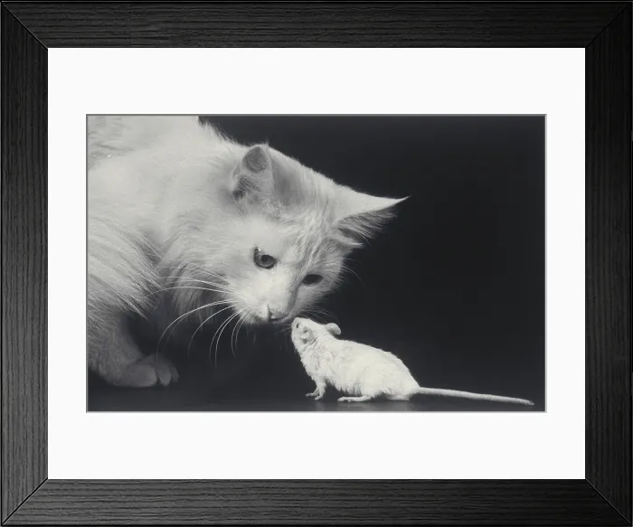 Framed Print : Cat and mouse Framed Print : Cat and mouse