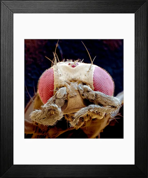 Framed Print : Genetic Mutant Fruit Fly (Drosophila melanogaster) With Legs in Place of Antennae, known as leg-antennae, Under a Scanning Electron Microscope Framed Print : Genetic Mutant Fruit Fly (Drosophila melanogaster) With Legs in Place of Antennae, known as leg-antennae, Under a Scanning Electron Microscope