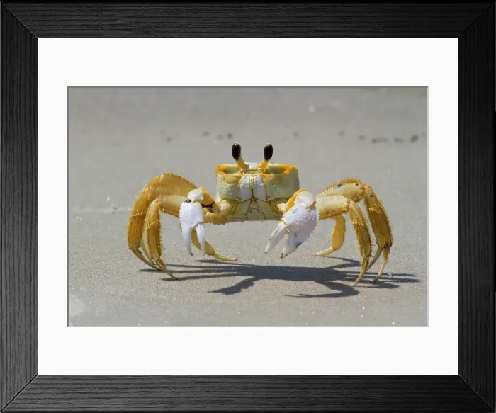 Framed Print : Atlantic Ghost Crab Framed Print : Atlantic Ghost Crab