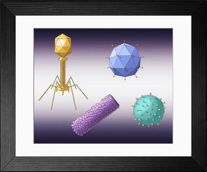 Framed Print : Virus Shapes, Illustration