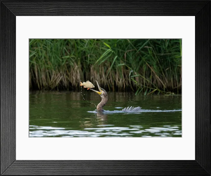 Framed Print : Great cormorant catching fish Framed Print : Great cormorant catching fish