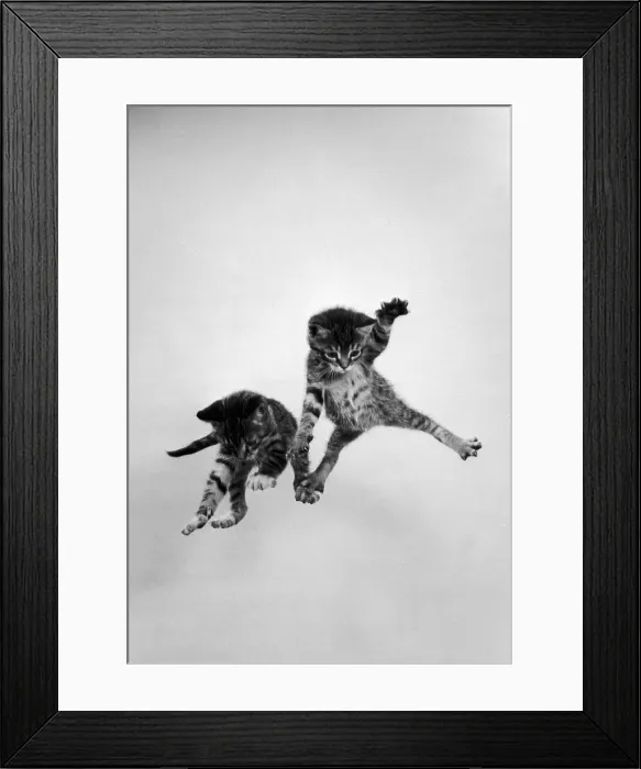 Framed Print : Airborne kittens Framed Print : Airborne kittens