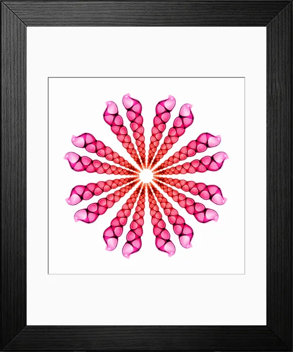 Framed Print : Sea Shells, X-Ray Collage Framed Print : Sea Shells, X-Ray Collage