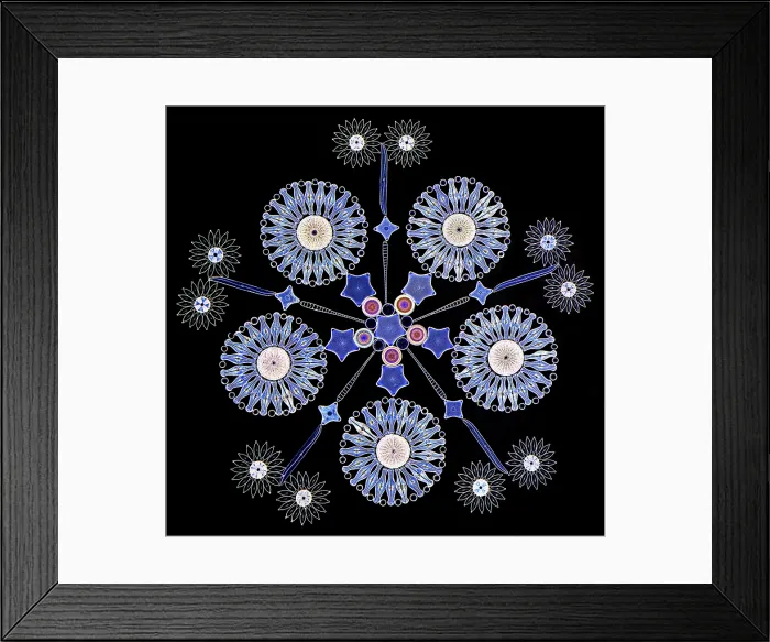 Framed Print : ScienceSource 07 21 25, 1954624 h Framed Print : ScienceSource 07 21 25, 1954624 h