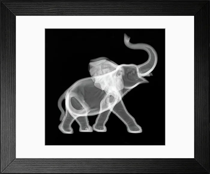 Framed Print : Ceramic Elephant X-ray