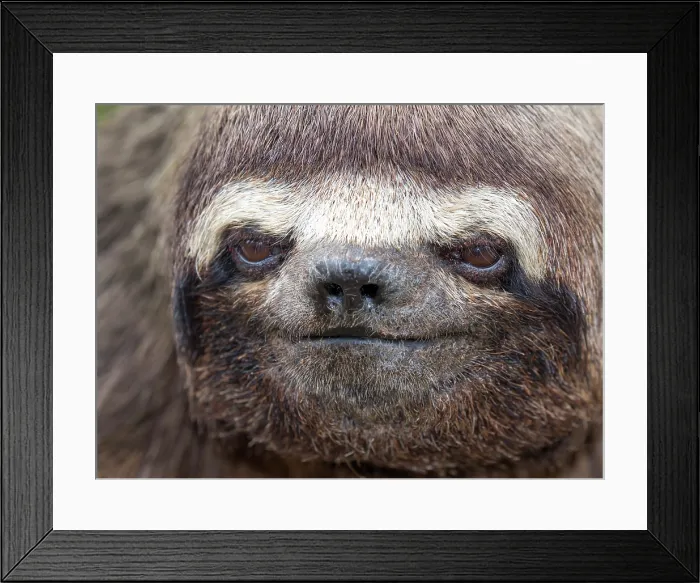 Framed Print : Brown-throated Three-toed Sloth Framed Print : Brown-throated Three-toed Sloth