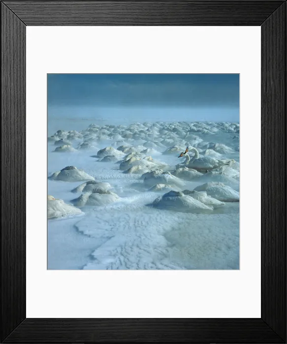 Framed Print : Whooper Swans Framed Print : Whooper Swans