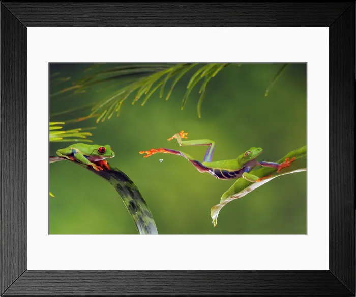 Framed Print : Red-Eyed Tree Frog