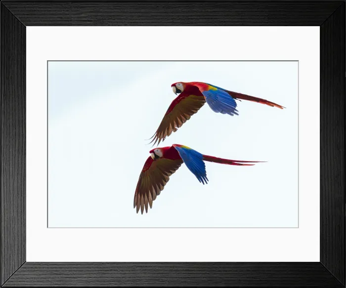 Framed Print : Scarlet Macaws