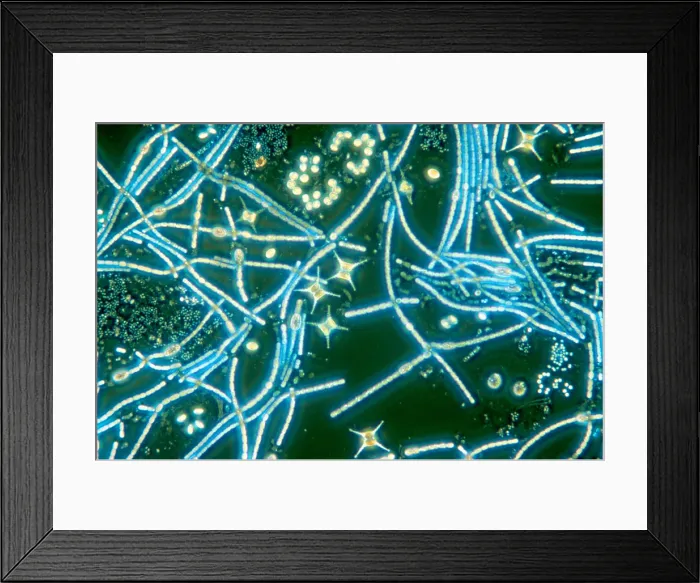 Framed Print : Phytoplankton Framed Print : Phytoplankton