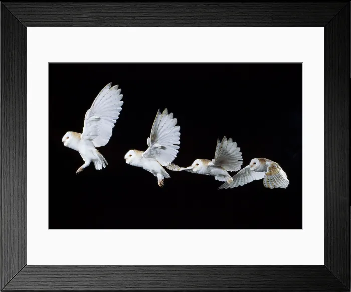 Framed Print : Barn Owl Flying Framed Print : Barn Owl Flying