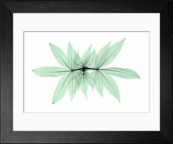 Framed Print : X-Ray of a Cannabis Plant Framed Print : X-Ray of a Cannabis Plant