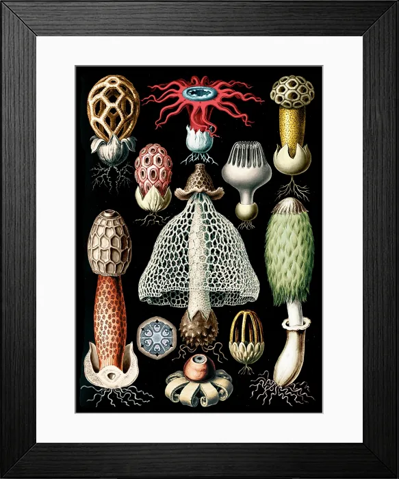 Framed Print : Ernst Haeckel, Basidiomycota, Stinkhorn Mushrooms Framed Print : Ernst Haeckel, Basidiomycota, Stinkhorn Mushrooms